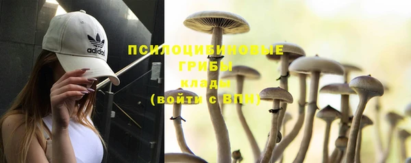 прущие грибы Абинск